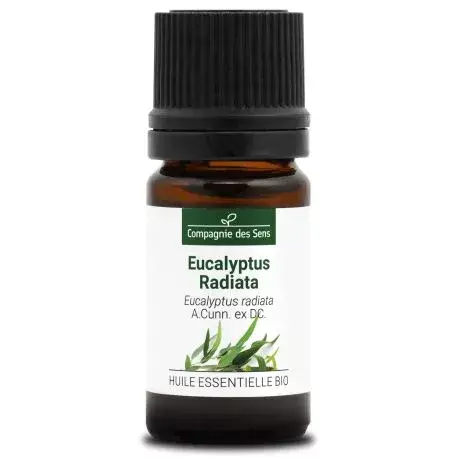 eucalyptus-radiata-huile-essentielle-bio